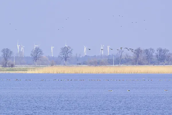 554001 - Greylag geese (Anser anser), Gülper See Nature Reserve, Germany