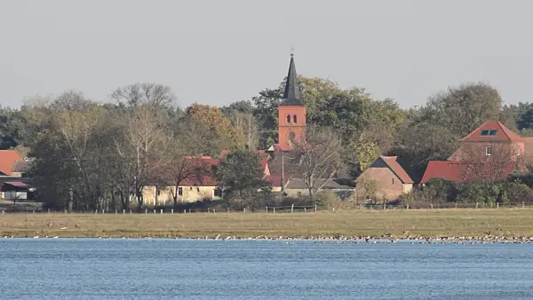 513134 - Greylag geese (Anser anser), Gülper See Nature Reserve, Prietzen, Germany