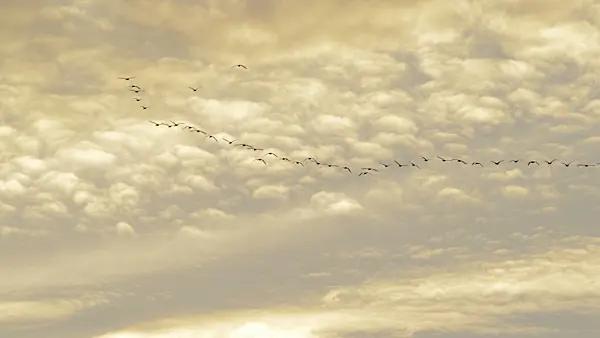 513020 - Greylag geese (Anser anser) in the evening sky, Lower Oder Valley National Park, Germany