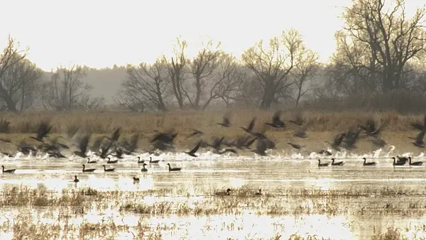 514048 - Greylag geese (Anser anser), Lower Oder Valley National Park, Germany