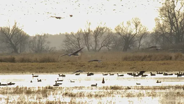 514049 - Greylag geese (Anser anser), Lower Oder Valley National Park, Germany