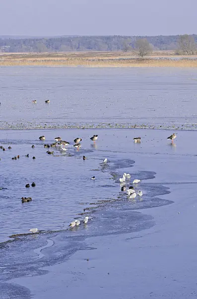 578009 - Greylag geese (Anser anser), mallards (Anas) and gulls (Larus) on a flooded and frozen polder meadow, Lower Oder Valley National Park, Germany