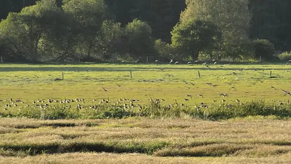 513038 - Greylag geese (Anser anser), Nuthe-Nieplitz-Niederung Nature Reserve, Germany