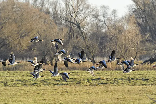 526049 - Greylag geese (Anser anser), Saxony-Anhalt, Germany