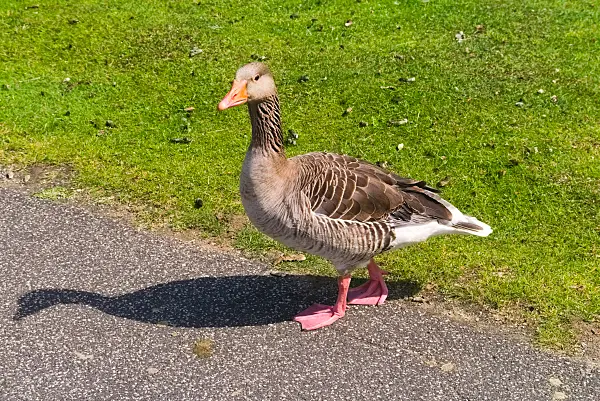 670031 - Greylag goose (Anser anser)