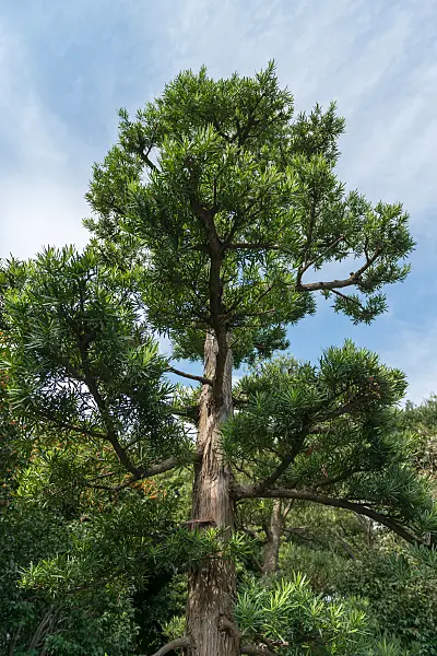 675280 - Großblättrige Steineibe (Podocarpus macrophyllus)