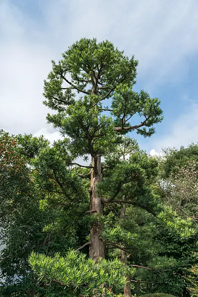 675281 - Großblättrige Steineibe (Podocarpus macrophyllus)