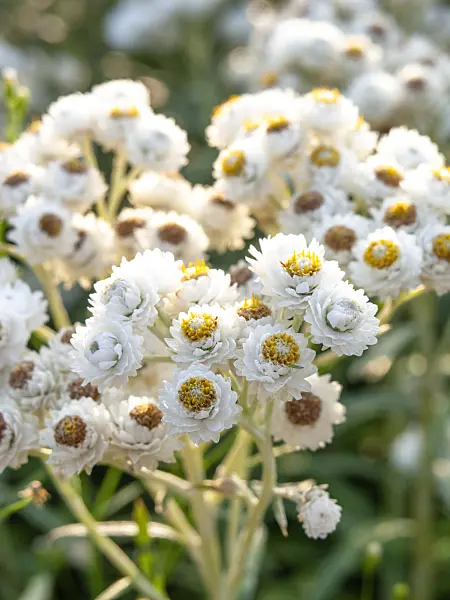 440228 - Großblütiges Perlkörbchen (Anaphalis margaritaceae)