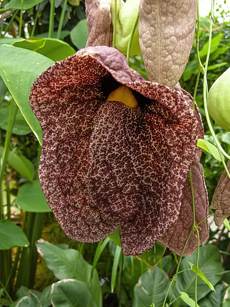 427057 - Großblumige Pfeifenblume (Aristolochia grandiflora)
