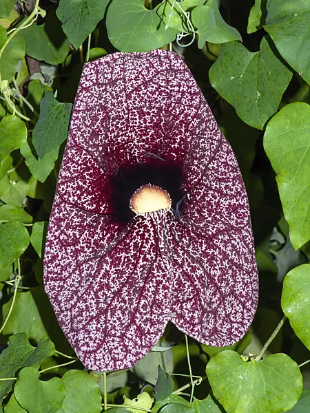 431012 - Großblumige Pfeifenblume (Aristolochia grandiflora)