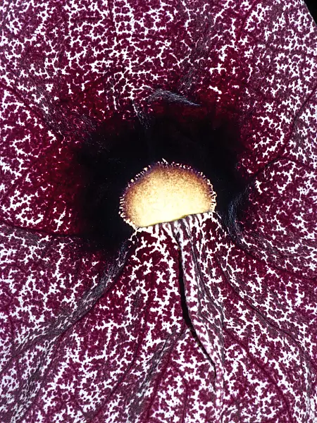 431013 - Großblumige Pfeifenblume (Aristolochia grandiflora)