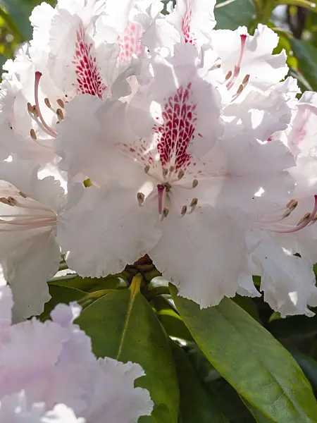 413014 - Großblumige Rhododendron-Hybride (Rhododendron caucasicum 'Progrès')