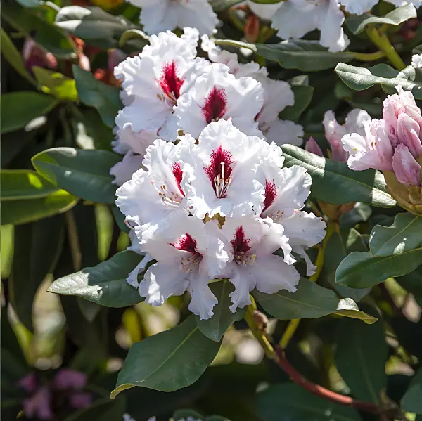 664379 - Großblumige Rhododendron-Hybride (Rhododendron Hachmanns Picobello)
