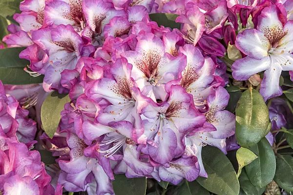 638243 - Großblumige Rhododendron-Hybride (Rhododendron Hans Hachmann)