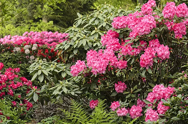 520397 - Großblumige Rhododendron-Hybride (Rhododendron Lady Stuart of Wortley)