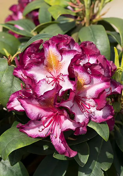 675342 - Großblumige Rhododendron-Hybride (Rhododendron Pushy Purple)