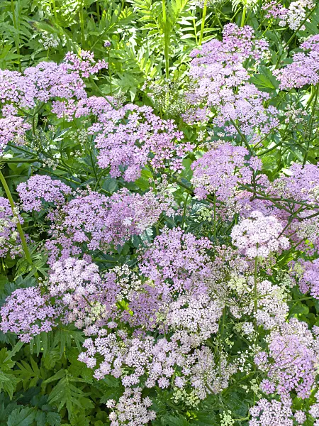 438151 - Große Bibernelle (Pimpinella major)