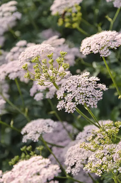 496236 - Große Bibernelle (Pimpinella major)