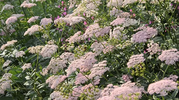 496241 - Große Bibernelle (Pimpinella major)