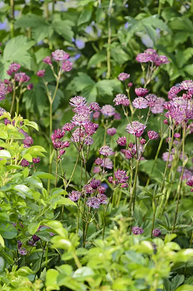 521292 - Große Sterndolde (Astrantia major)