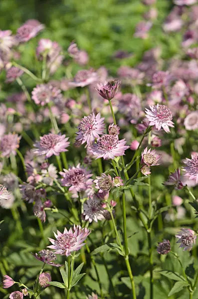 521113 - Große Sterndolde (Astrantia major 'Roma')