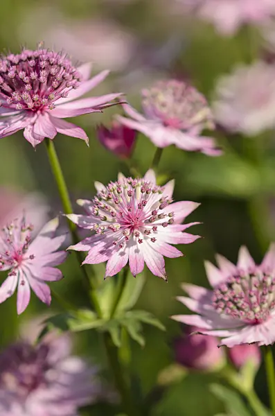 521114 - Große Sterndolde (Astrantia major 'Roma')