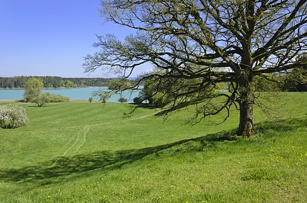 556032 - Großer Ostersee, Osterseen Nature Reserve, Bavaria, Germany