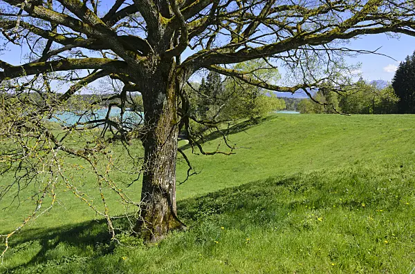 556033 - Großer Ostersee, Osterseen Nature Reserve, Bavaria, Germany