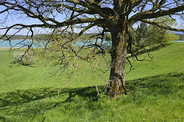 556034 - Großer Ostersee, Osterseen Nature Reserve, Bavaria, Germany