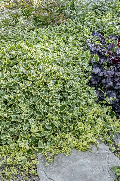 593219 - Großes Immergrün (Vinca major 'Variegata')