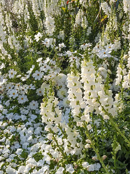 416059 - Großes Löwenmaul (Antirrhinum majus 'Rocket White') und Schmalblättrige Zinnie (Zinnia angustifolia 'Profusion White')