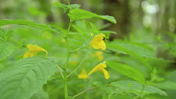 509187 - Großes Springkraut (Impatiens noli-tangere)