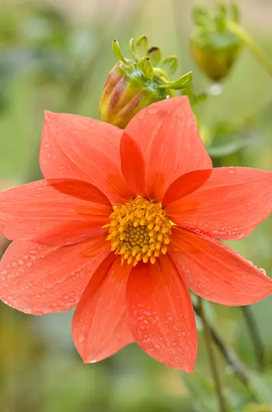 549119 - Großfiedrige Dahlie (Dahlia pinnata)