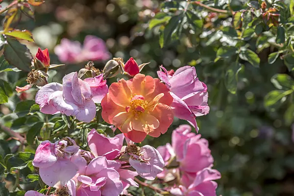 638315 - Ground cover rose (Rosa Jazz)