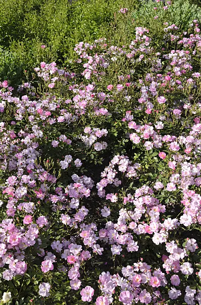 521280 - Ground cover rose (Rosa Lavender Dream)