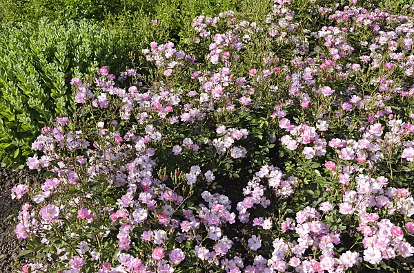 521281 - Ground cover rose (Rosa Lavender Dream)