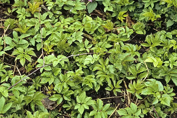 428286 - Ground elder (Aegopodium podagraria)