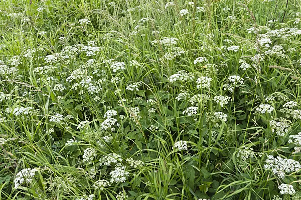 509083 - Ground elder (Aegopodium podagraria)