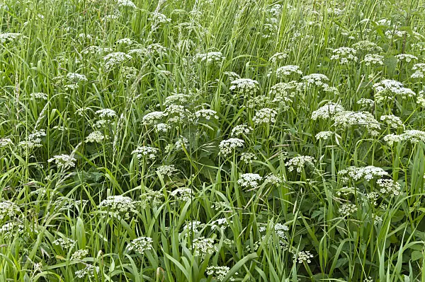 509084 - Ground elder (Aegopodium podagraria)