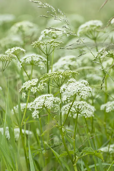 509085 - Ground elder (Aegopodium podagraria)