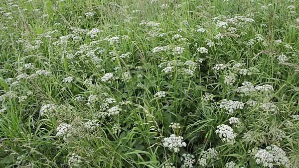 509089 - Ground elder (Aegopodium podagraria)
