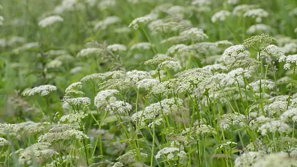 509091 - Ground elder (Aegopodium podagraria)