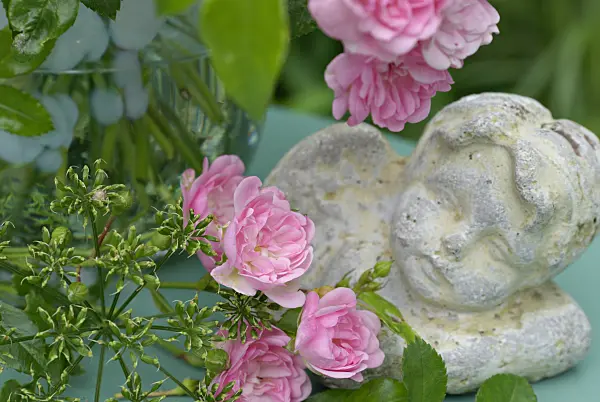 452152 - Ground elder (Aegopodium podagraria) and roses (Rosa The Fairy) with figure of the angel