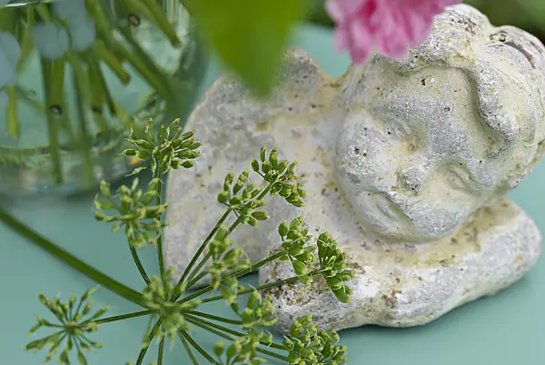 452151 - Ground elder (Aegopodium podagraria) with figure of the angel
