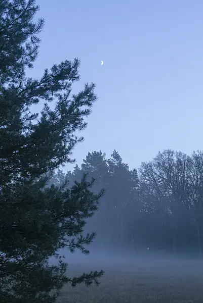 625071 - Ground fog at the forest edge
