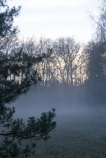 625072 - Ground fog at the forest edge