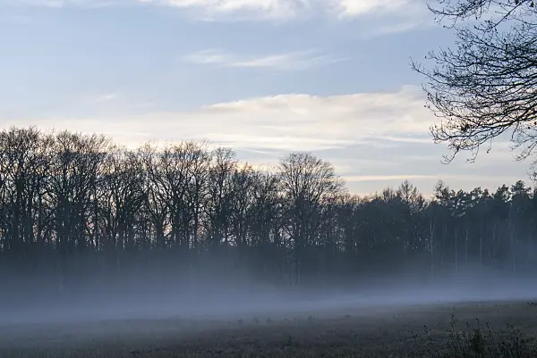 625073 - Ground fog at the forest edge