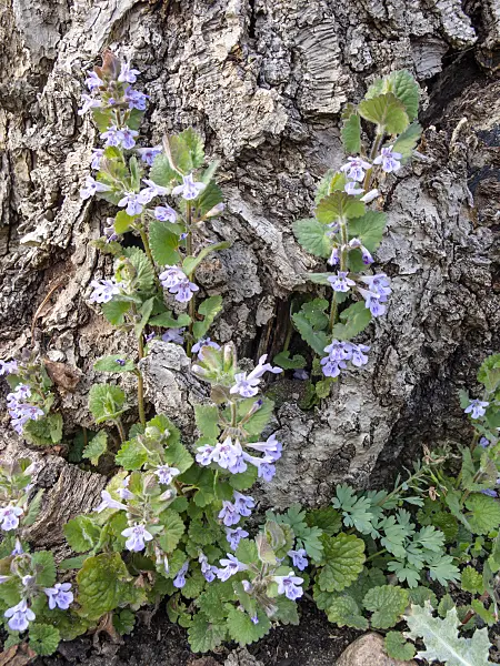 424115 - Ground ivy (Glechoma hederacea)