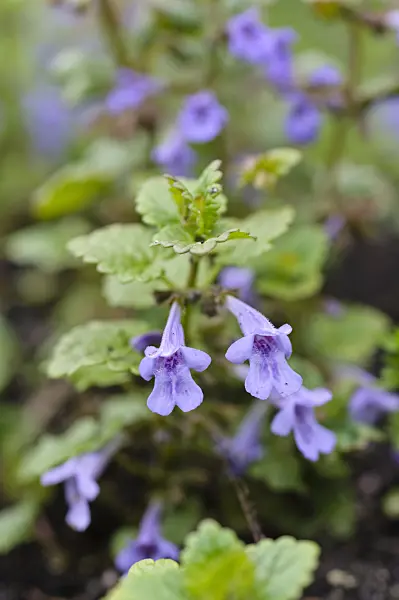 484117 - Ground ivy (Glechoma hederacea)