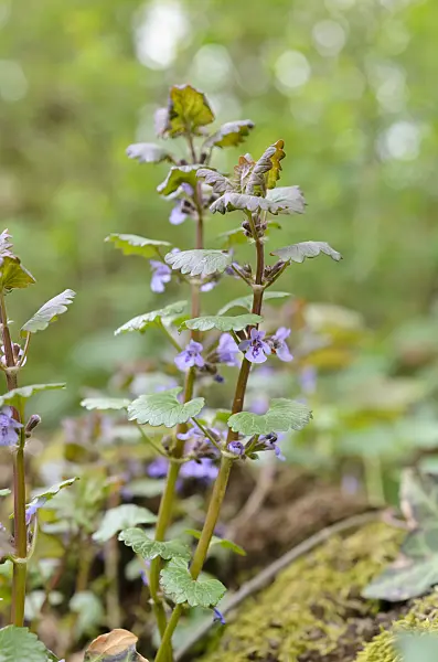507114 - Ground ivy (Glechoma hederacea)